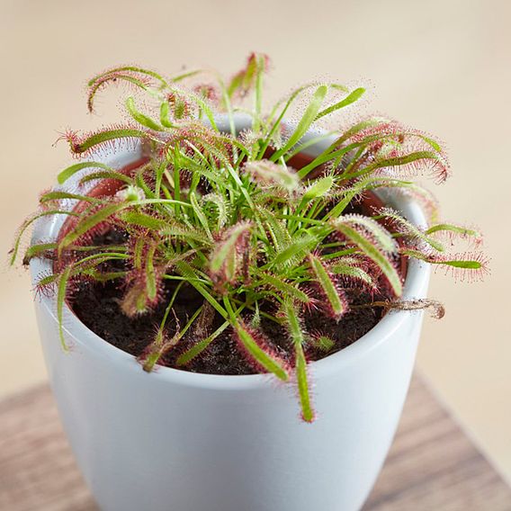 Drosera capensis