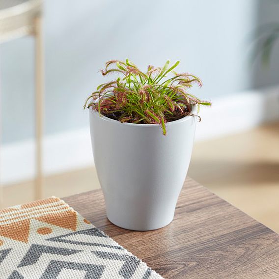 Drosera capensis