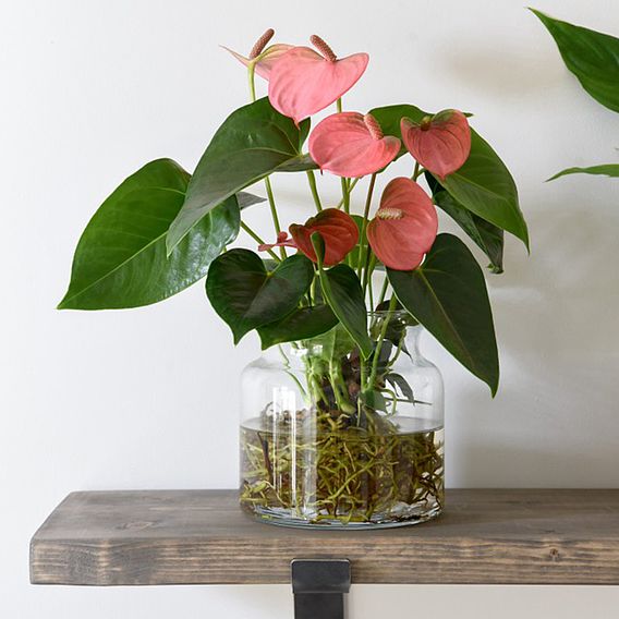 Anthurium Aqua Salmon in Sierglass