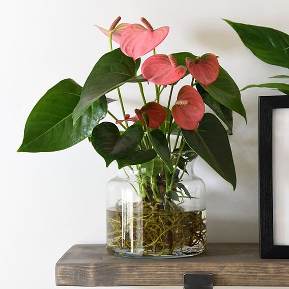 Anthurium Aqua Salmon in Sierglass