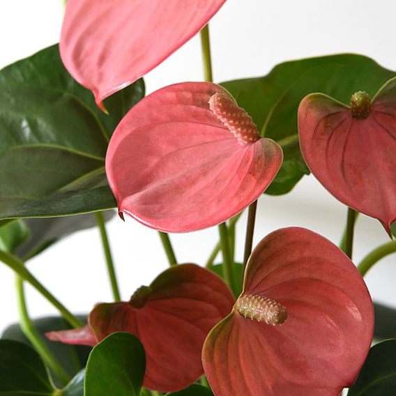 Anthurium Aqua Salmon in Sierglass