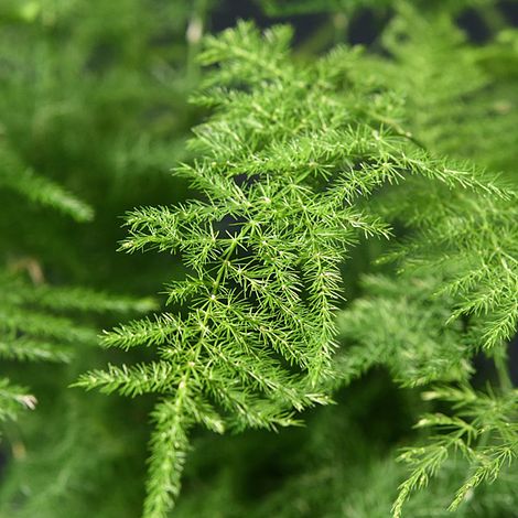 Asparagus setaceus Plumosus