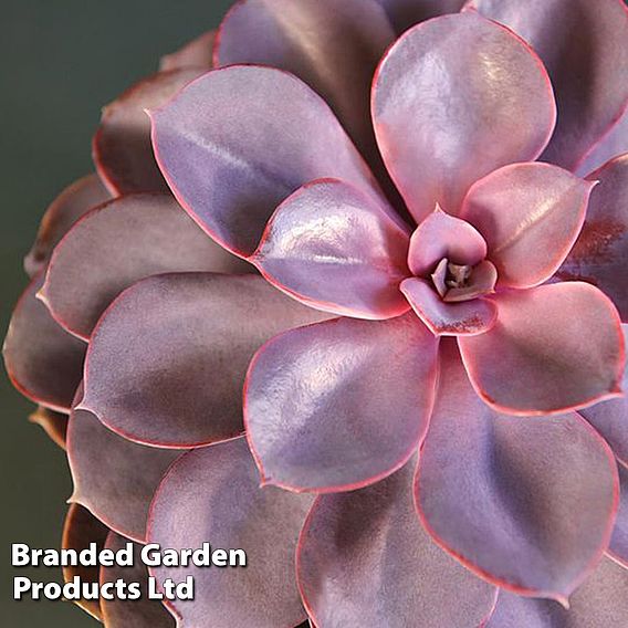 Echeveria 'Purple Pearl' - Shine Like a Pearl