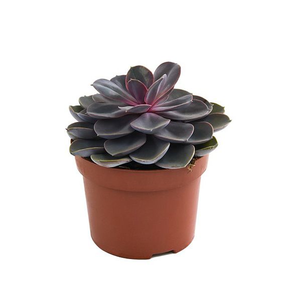 Echeveria 'Purple Pearl' - Shine Like a Pearl