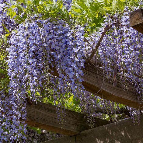 Wisteria sinensis 'Amethyst'