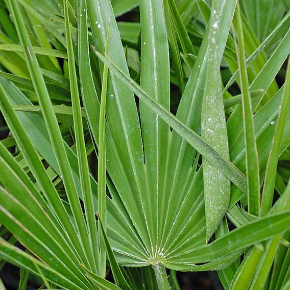 Chamaerops humilis