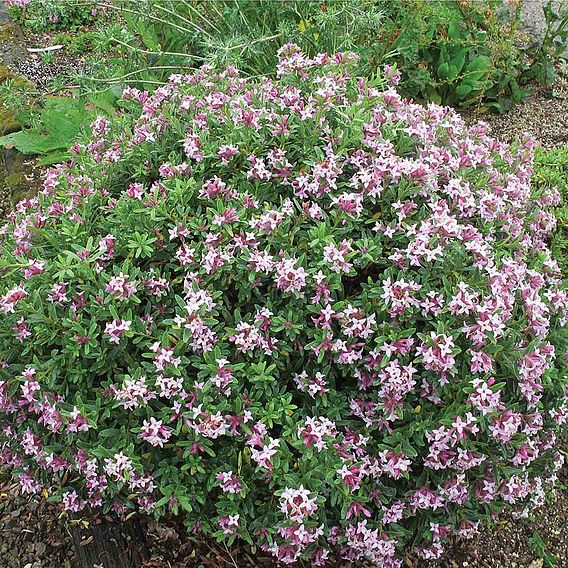 Daphne x transatlantica 'Pink Fragrance'