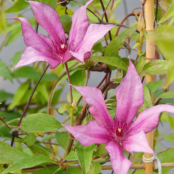 Clematis Giselle™ evipo051