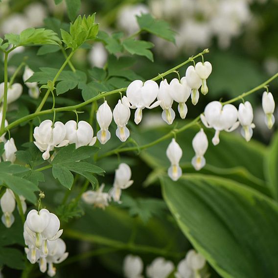 Dicentra spectabilis 'Alba'