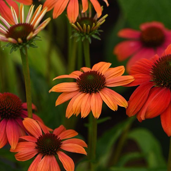 Echinacea 'Cheyenne Spirit'