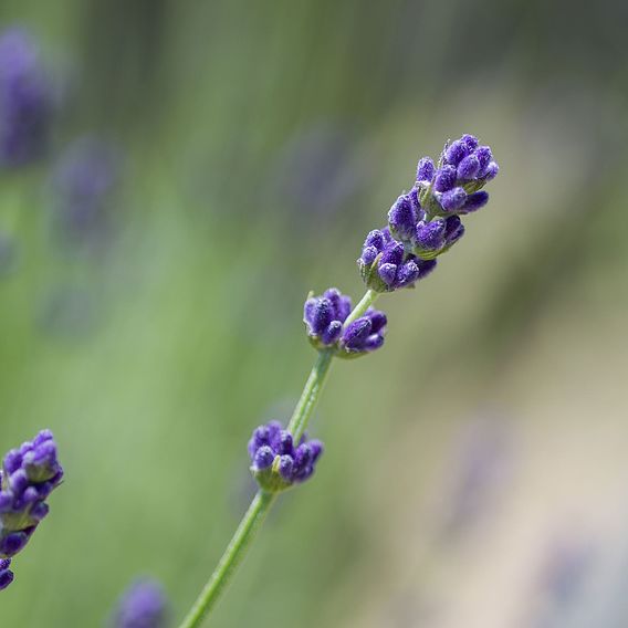 Lavender 'Imperial Gem'