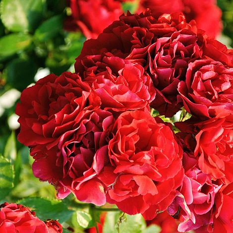 Rose 'Red Fairy' (Polyantha)