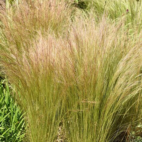 Stipa tenuissima