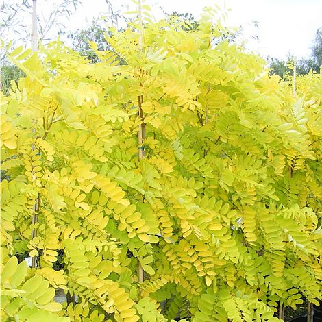 Robinia pseudoacacia 'Frisia'