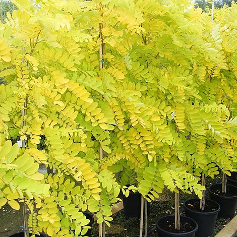 Robinia pseudoacacia 'Frisia'