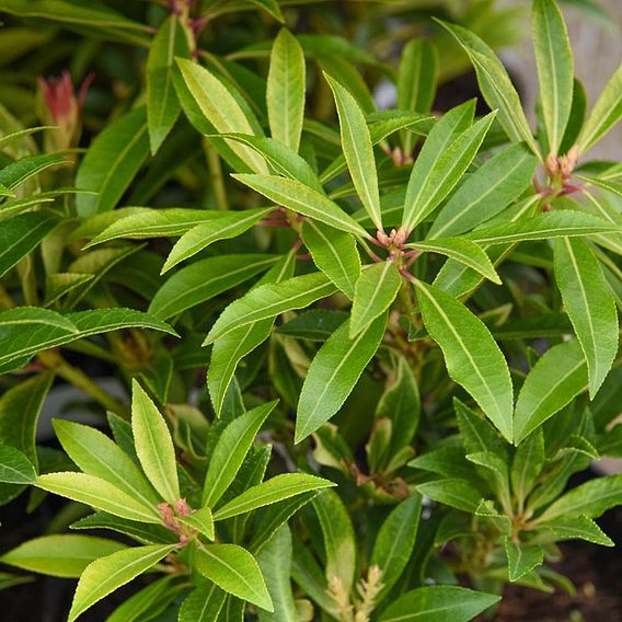 Pieris 'Forest Flame'