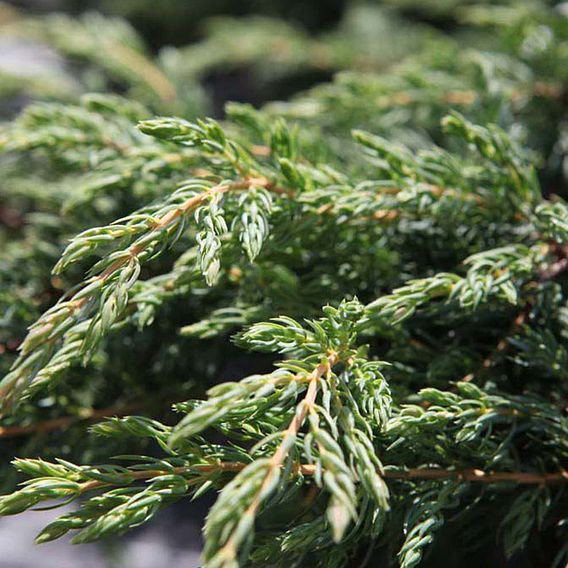 Juniperus communis 'Repanda'