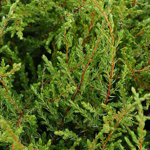 Juniperus communis 'Repanda'