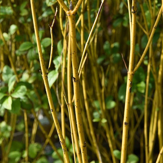 Cornus sericea 'Flaviramea'