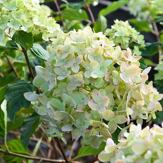 Hydrangea paniculata 'Little Lime'