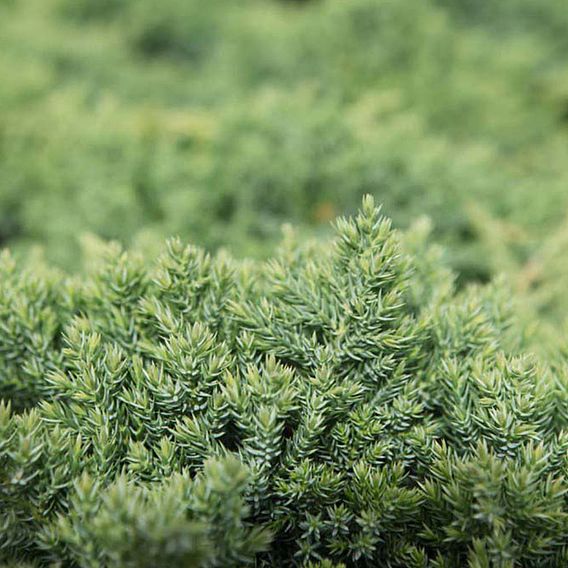 Juniperus procumbens 'Nana'