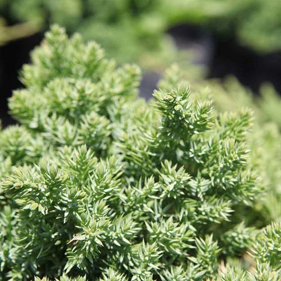 Juniperus procumbens 'Nana'