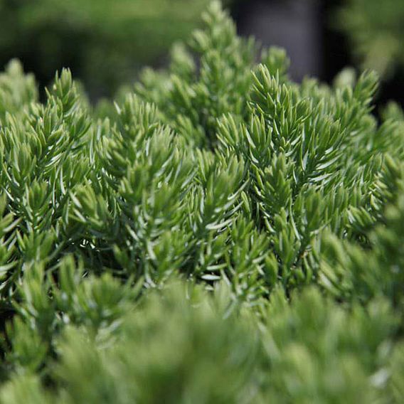 Juniperus procumbens 'Nana'