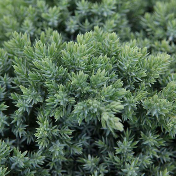 Juniperus procumbens 'Nana'