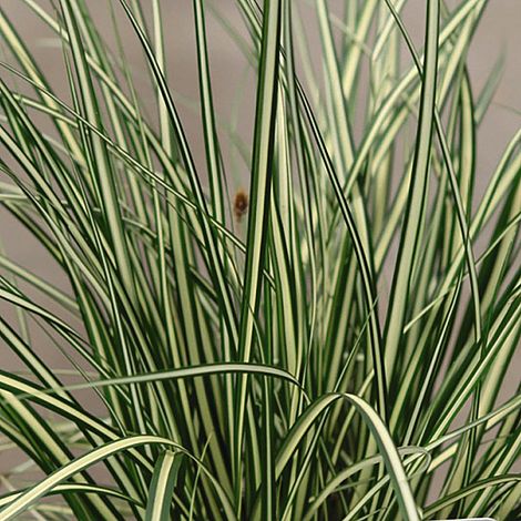 Carex oshimensis 'Evergold'