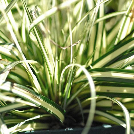 Carex oshimensis 'Evergold'