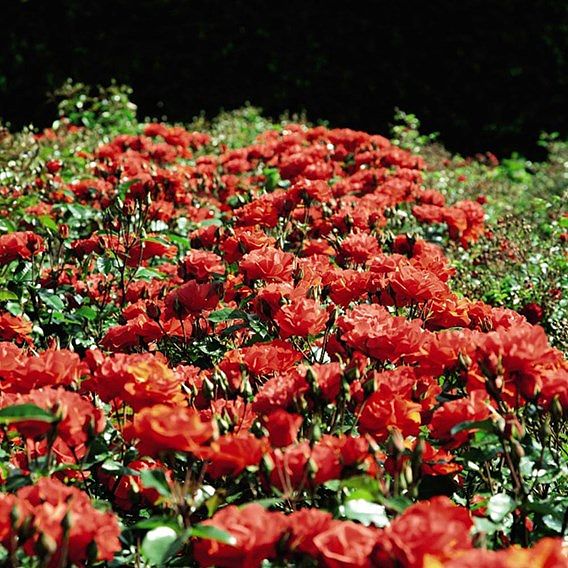 Rose 'Precious Love' (Floribunda Rose)