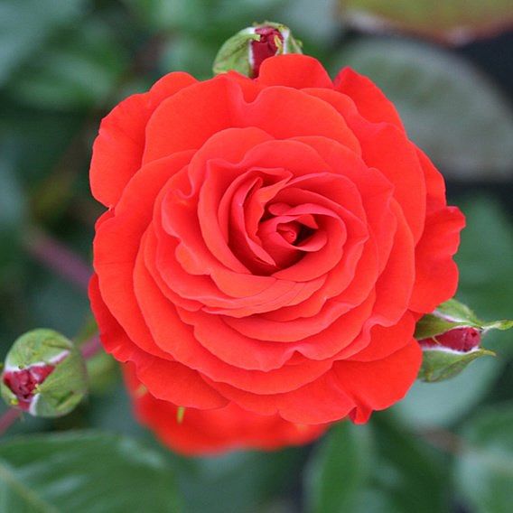 Rose 'Precious Love' (Floribunda Rose)