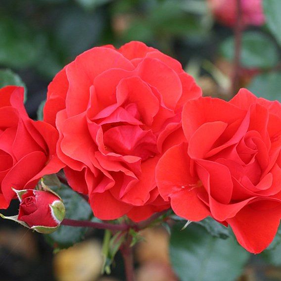 Rose 'Precious Love' (Floribunda Rose)