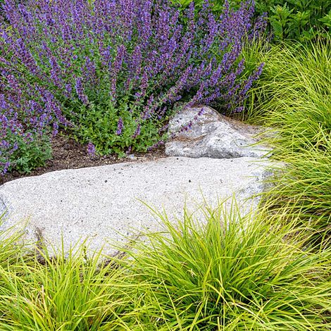 Nepeta racemosa 'Walkers Low'