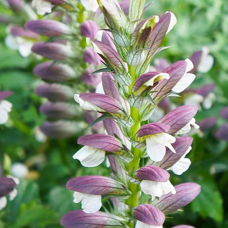 Acanthus mollis