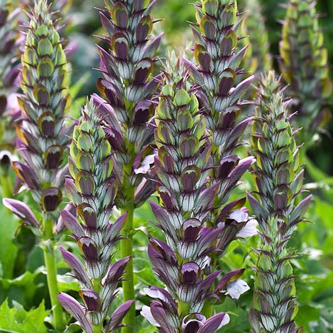 Acanthus mollis