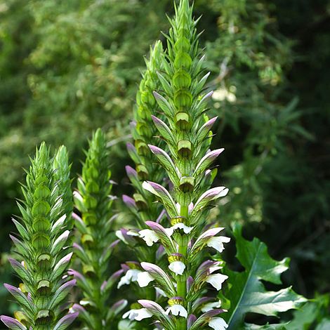 Acanthus mollis