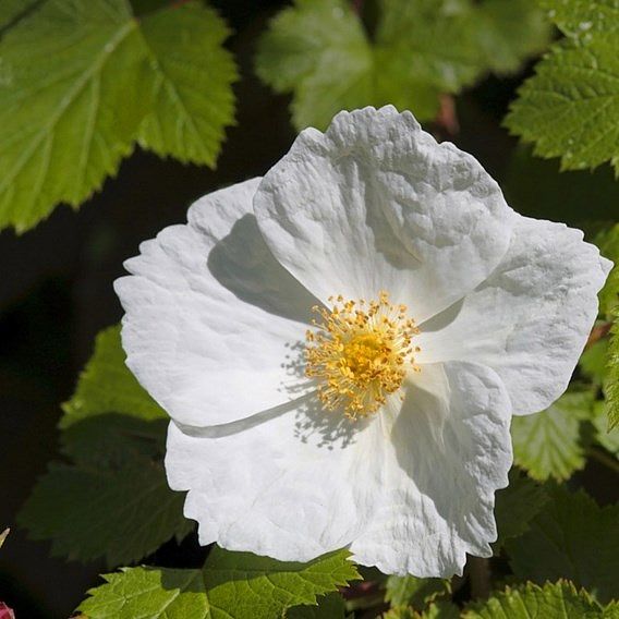 Rubus Benenden