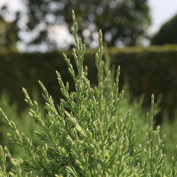 Juniperus chinensis 'Stricta'