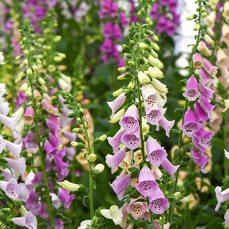 Foxglove 'Mixed'