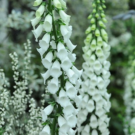 Foxglove 'Alba'