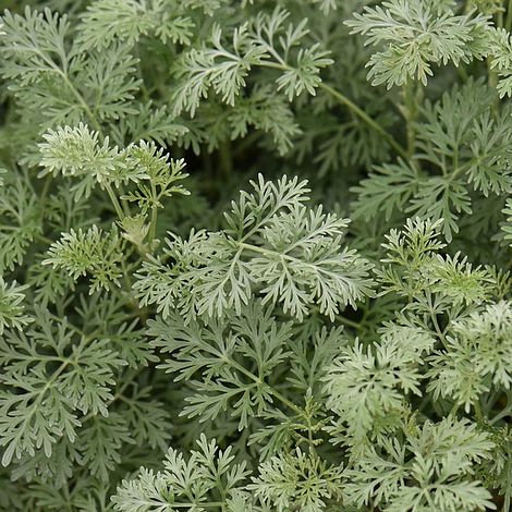 Artemisia arborescens 'Powis Castle'