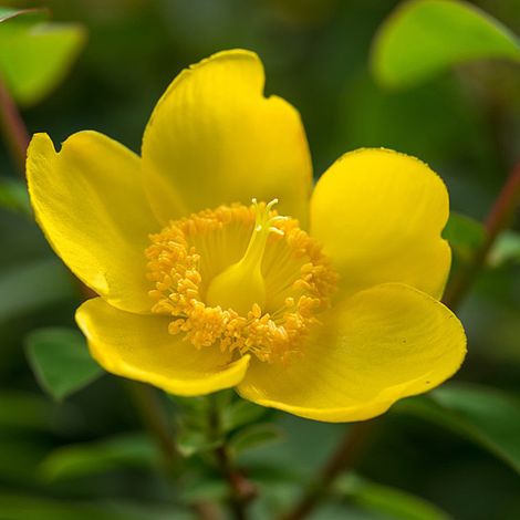 Hypericum 'Hidcote'