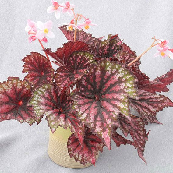 Begonia 'Star Bright'