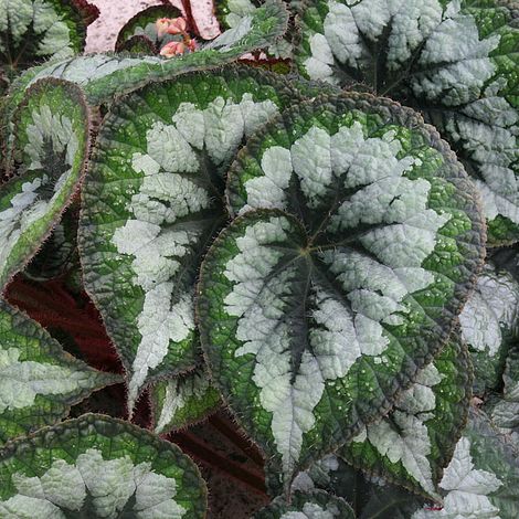 Begonia 'Emerald Giant'