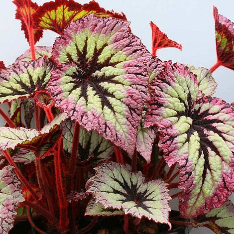 Begonia 'Fireworks'