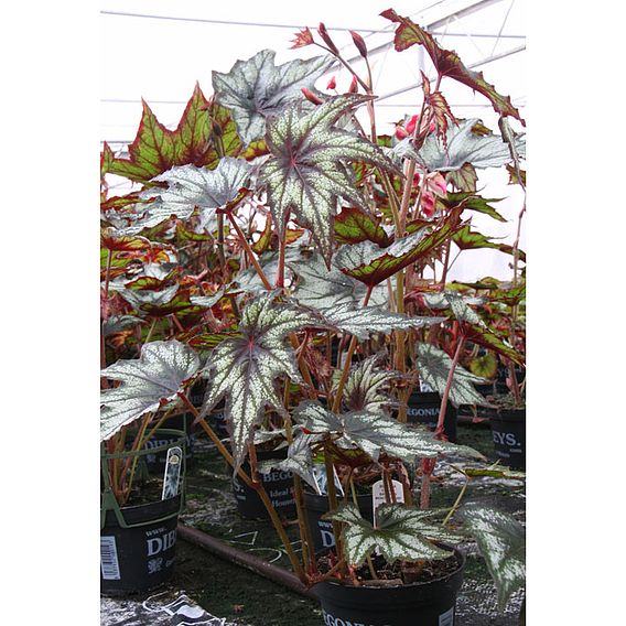 Begonia 'Little Brother Montgomery'