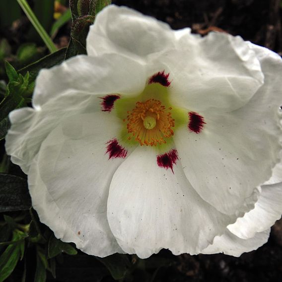 Cistus x purpureus 'Alan Fradd'