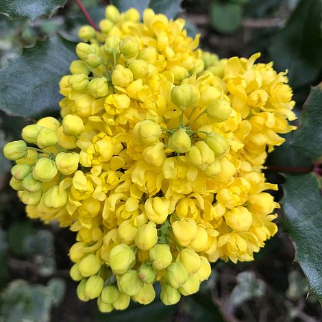 Mahonia aquifolium