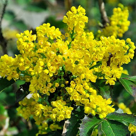 Mahonia aquifolium